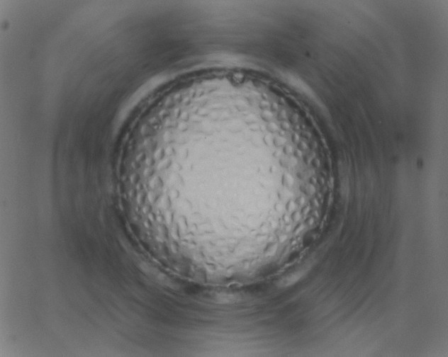 X0000067941318200604272024