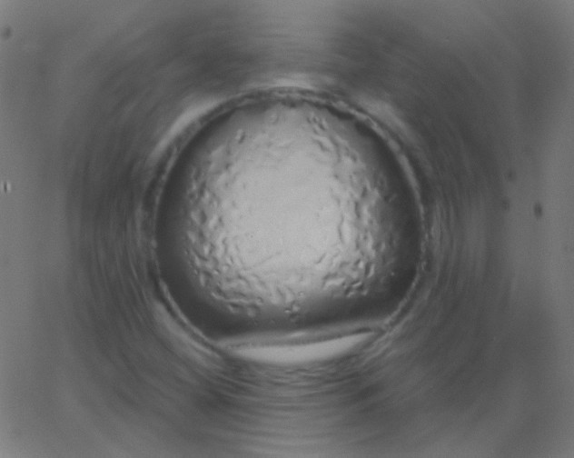 X0000067941404200604272022