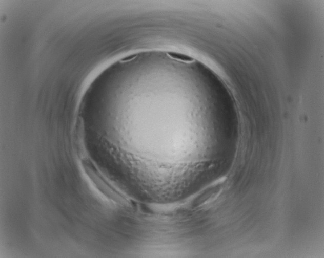 X0000067941536200604272021