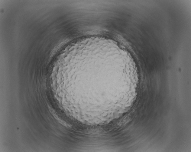X0000067940106200605041810