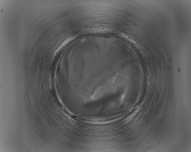 X0000067941306200605041750