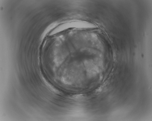 X0000067940054200605112110