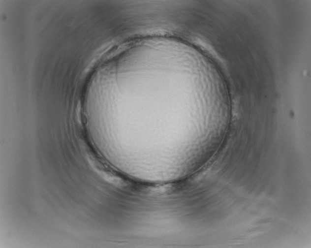X0000067940068200605112110