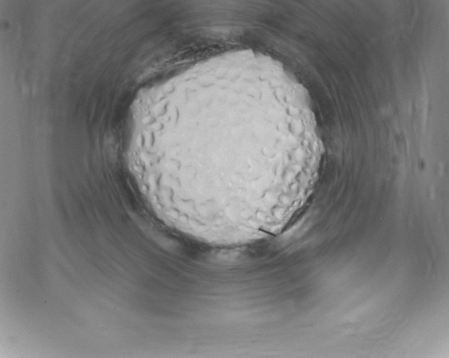 X0000067940086200605112110