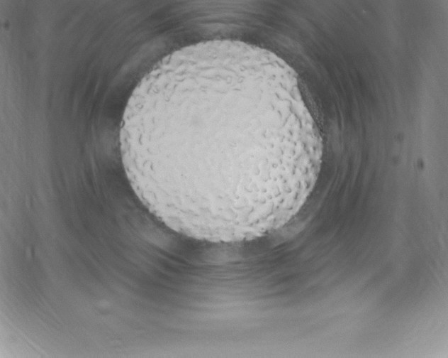 X0000067940138200605112109