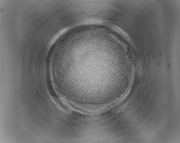 X0000067940436200605112103