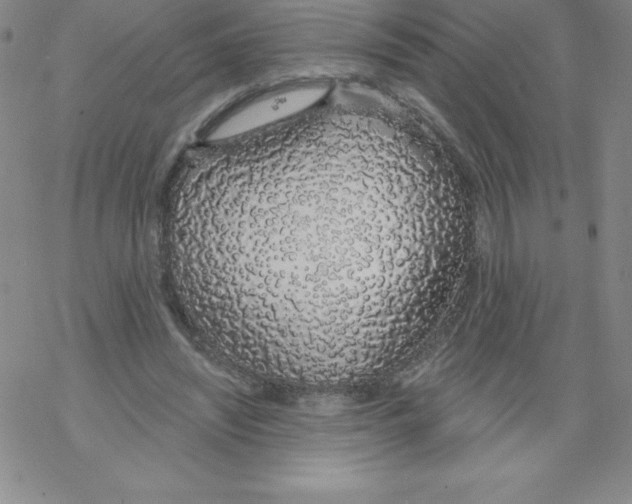 X0000067940444200605112104