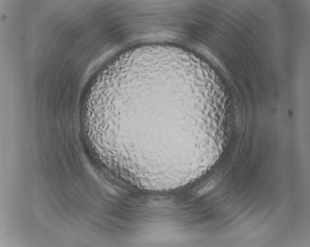 X0000067940486200605112103