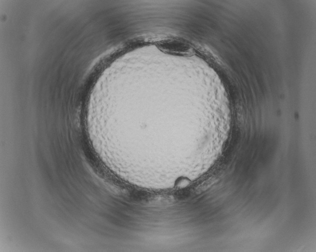 X0000067940543200605112102
