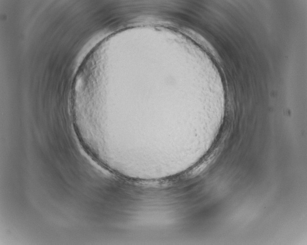 X0000067940855200605112058