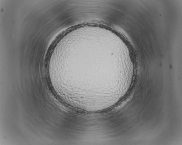 X0000067940924200605112056