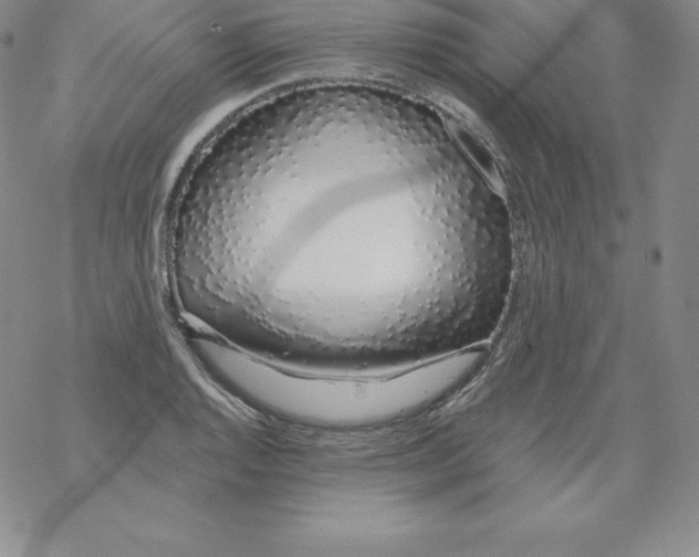 X0000067941128200605112053