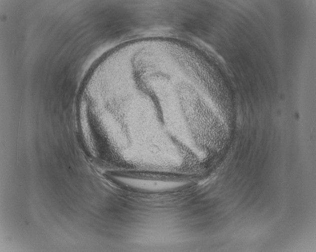 X0000067941174200605112052