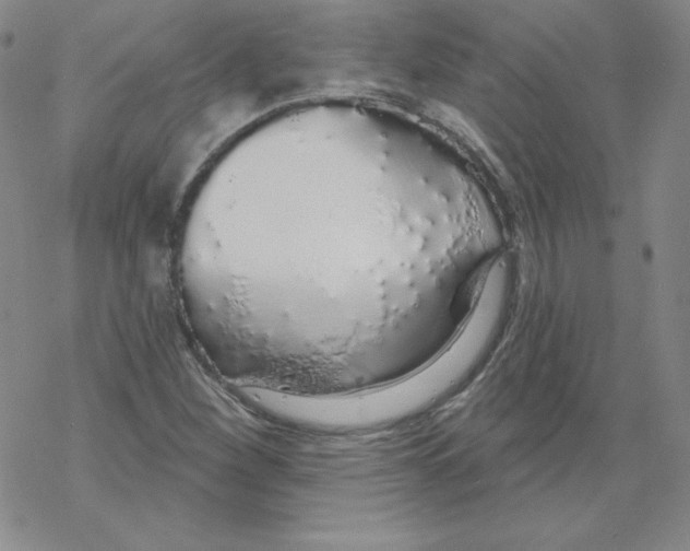 X0000067941260200605112050