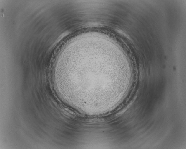X0000067941305200605112049
