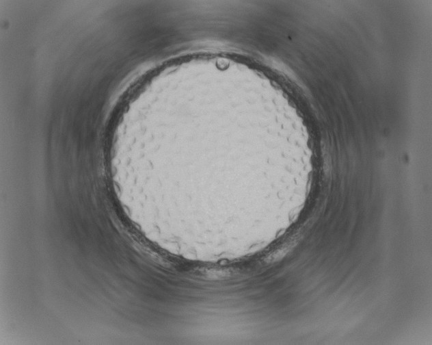 X0000067941318200605112049