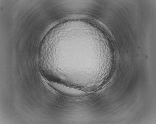 X0000067941417200605112048