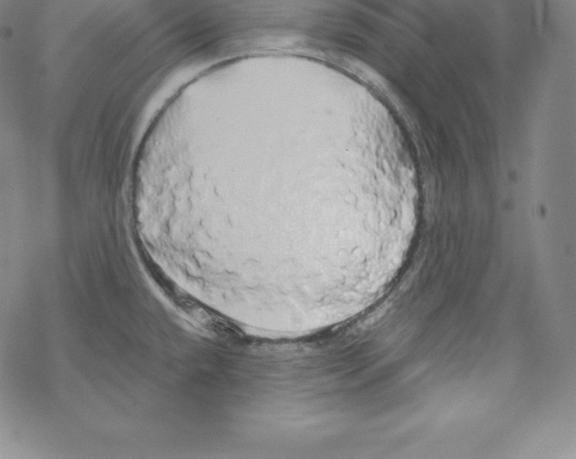 X0000067941432200605112048