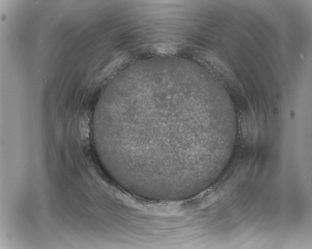 X0000067950032200604171446