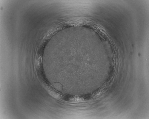 X0000067950503200604171439