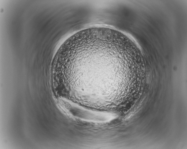 X0000067950903200604171432