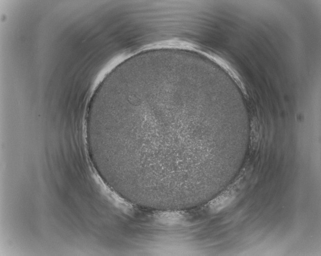 X0000067950998200604171431