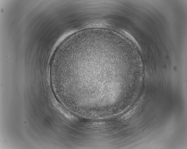 X0000067951035200604171430