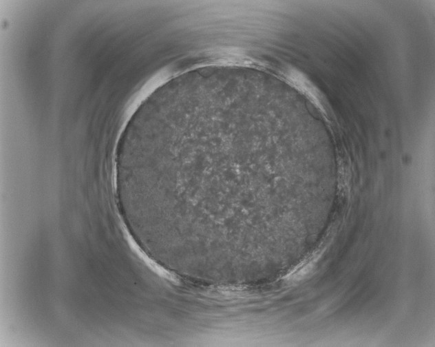 X0000067951095200604171429