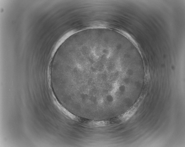 X0000067951243200604171427