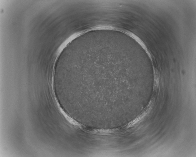 X0000067951245200604171427