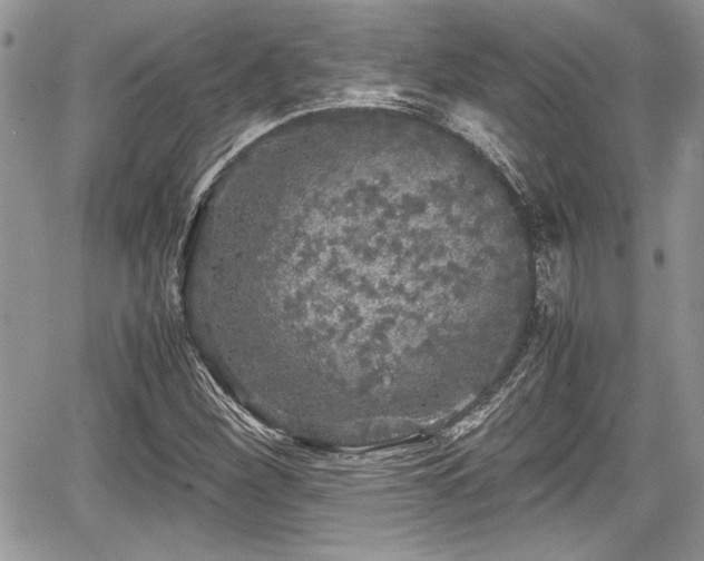 X0000067951260200604171426