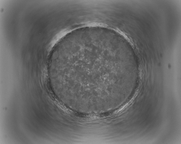 X0000067951263200604171426