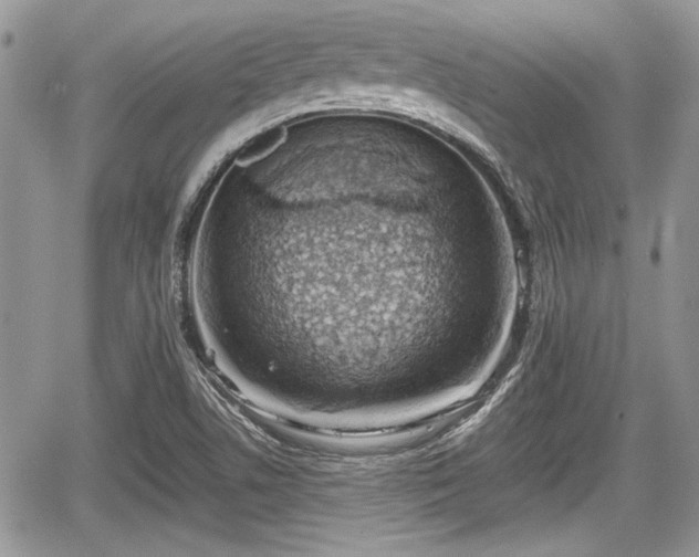 X0000067951506200604171422