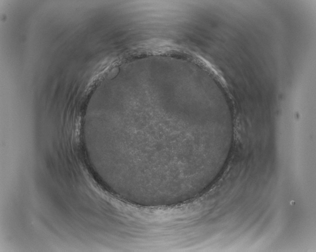 X0000067950018200604201443