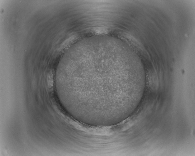 X0000067950032200604201442