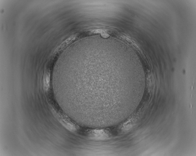 X0000067950406200604201436