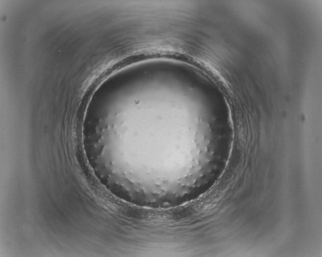 X0000067950487200604201435