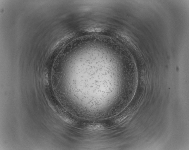 X0000067950547200604201434