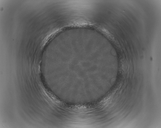 X0000067950640200604201432