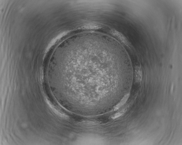 X0000067950726200604201430