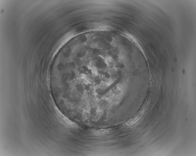 X0000067950851200604201429