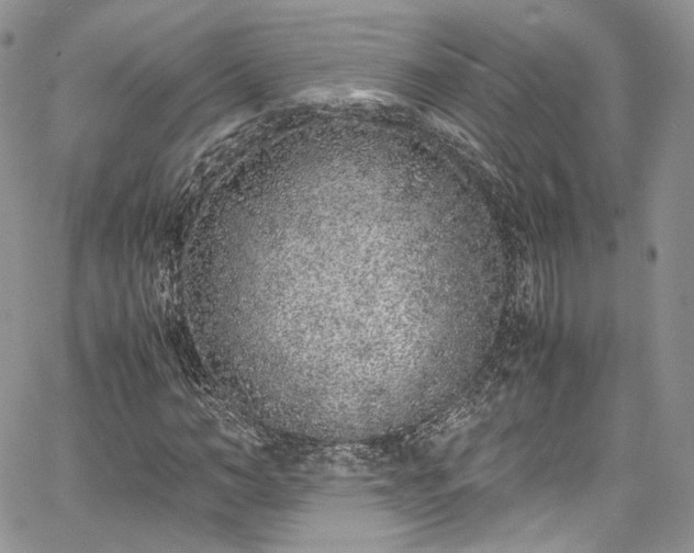 X0000067950966200604201427