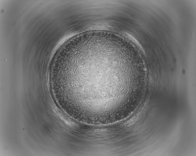 X0000067951035200604201426