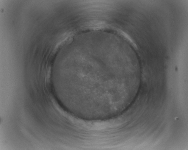 X0000067950018200604272111