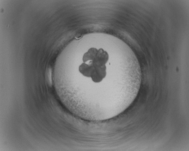 X0000067950022200604272111