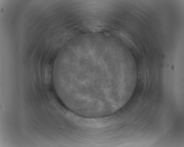 X0000067950030200604272111