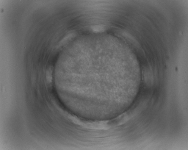 X0000067950032200604272110