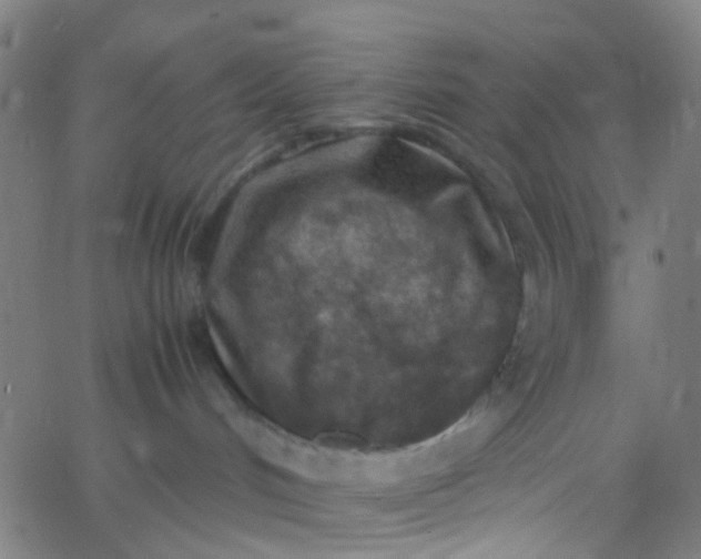 X0000067950048200604272110