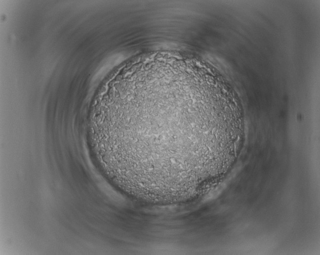 X0000067950049200604272109