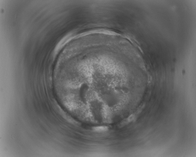 X0000067950053200604272110